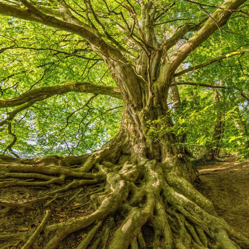 Construcción sostenible: el papel de la madera en la arquitectura ecológica