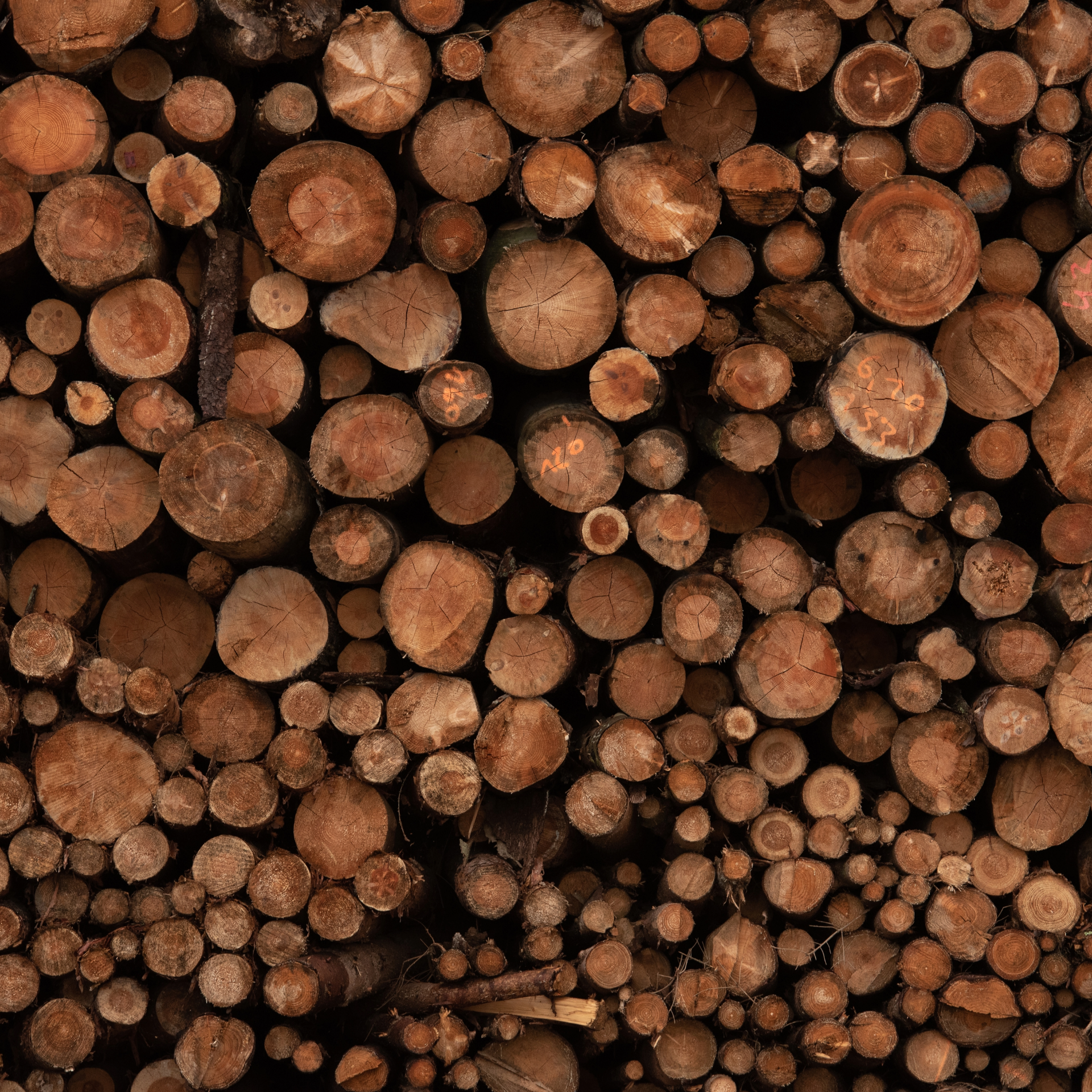 Gestion.sostenible.de.bosques